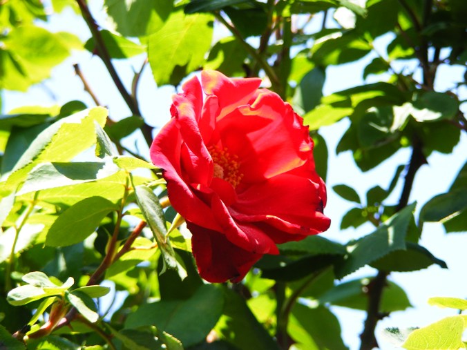 Altissimo rose in the Kelleher Rose Garden