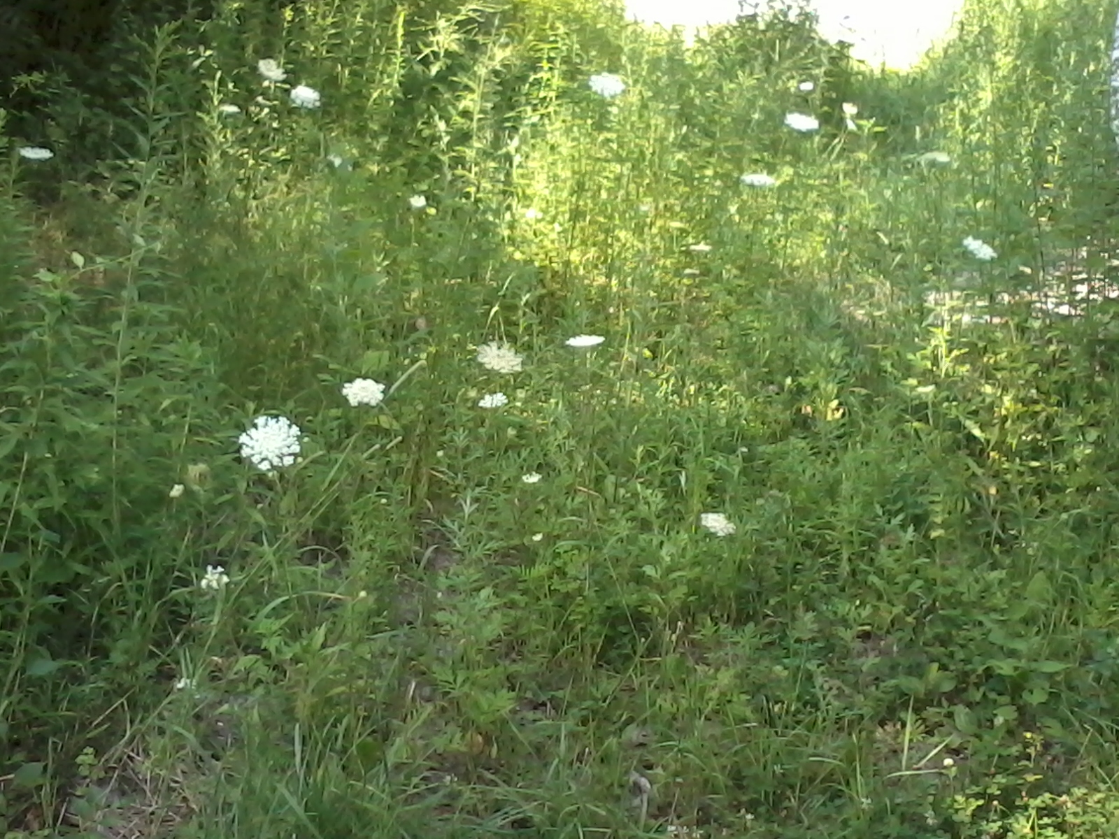 Queen Anne's Lace is at full strength in July.