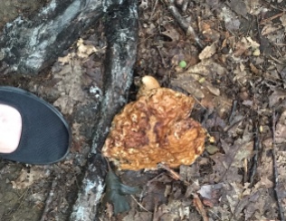 With my shoe (at left) for scale, this was a ground-hugging mushroom that blended in very well with the forest floor.