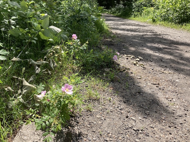 Unpaved rail trail in New Hampshire with wild roses growing along the edge.