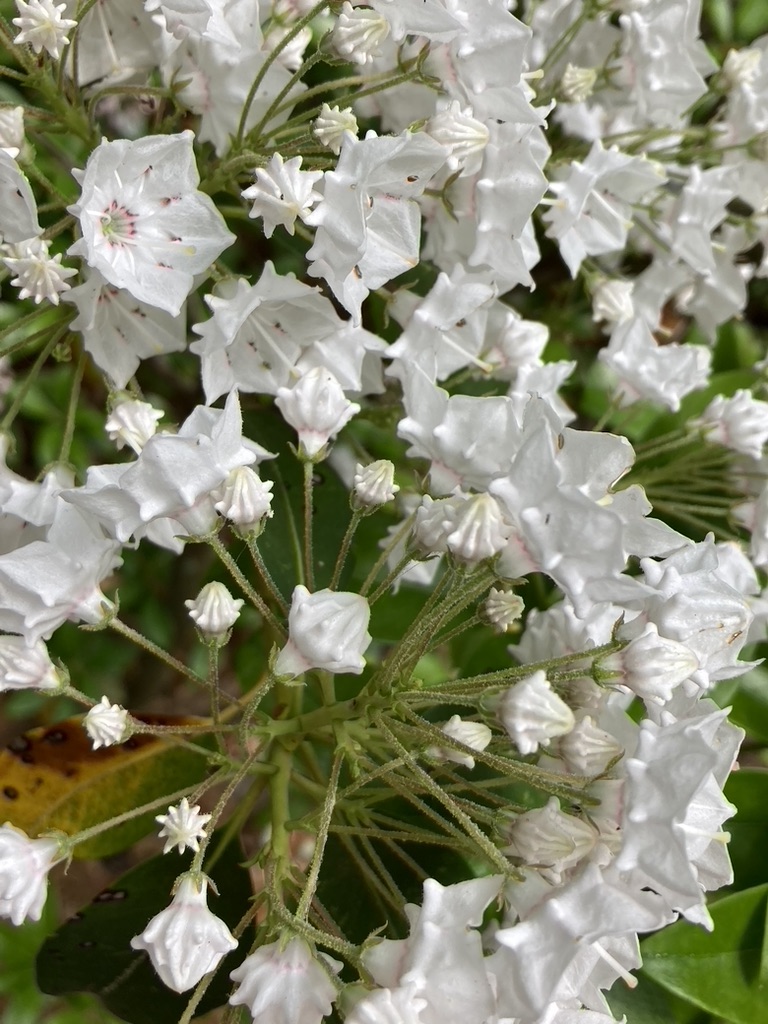 Close-up of mountain laurel shrub with white blossoms and flower buds.
