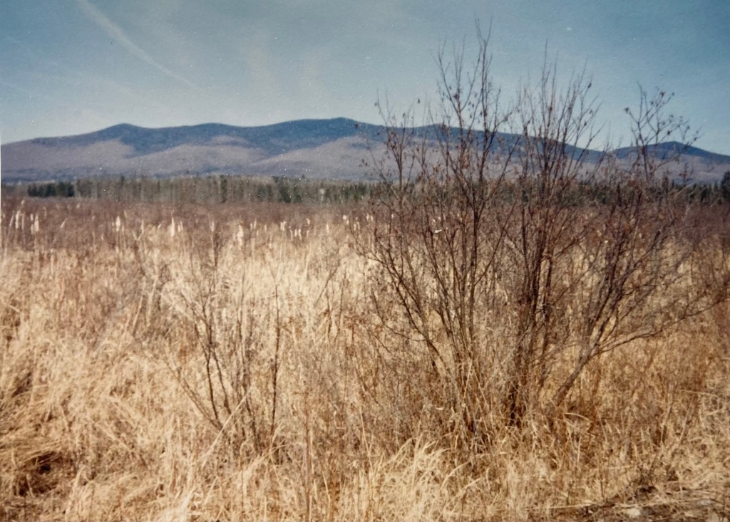 Image of a meadow with dry grass and bare trees, with a mountain range in the background
